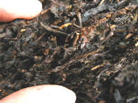 茶葉の隙間の多い　73厚磚茶73年製 （プーアル磚茶）