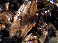 七子小緑印圓茶7542の散茶