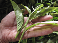 7542の配方について