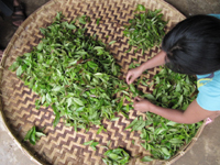 7542の配方について