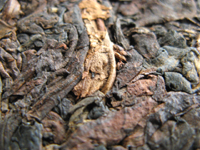 7582大葉青餅70年代プーアル茶