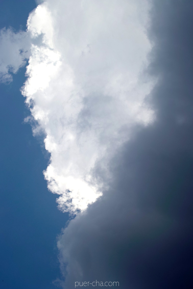 巴達古樹青餅2010年プーアル茶