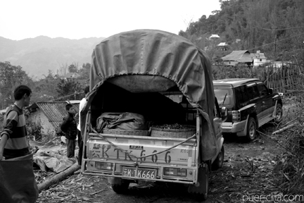 巴達古樹青餅2010年プーアル茶