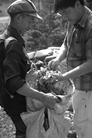 巴達古樹青餅2010プーアル茶