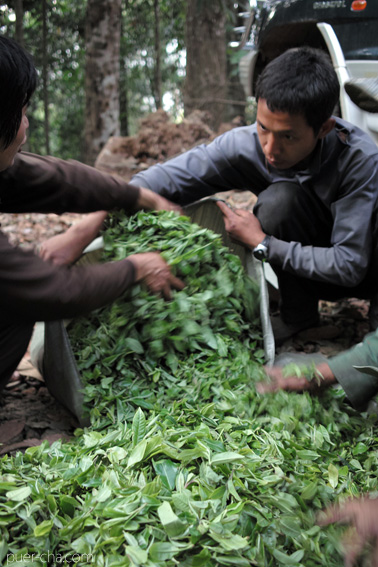 巴達古樹青餅2010年プーアル茶