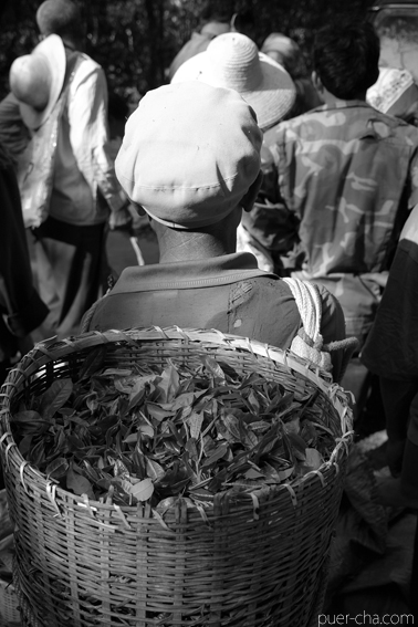 巴達古樹青餅2010年プーアル茶