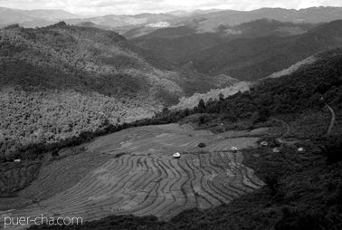 巴達古樹青餅2010年プーアル茶