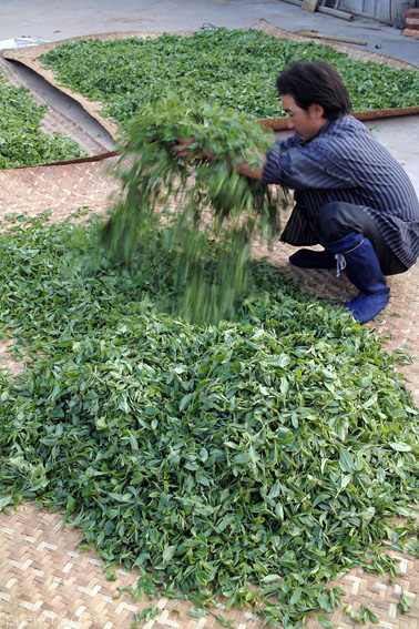 巴達古樹青餅2010年プーアル茶