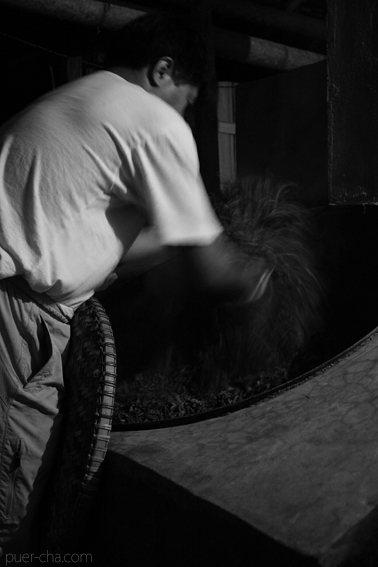 巴達古樹青餅2010プーアル茶