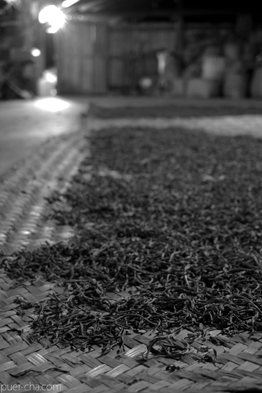 巴達古樹青餅2010年プーアル茶