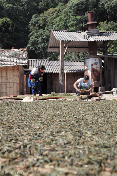 巴達古樹青餅2010プーアル茶
