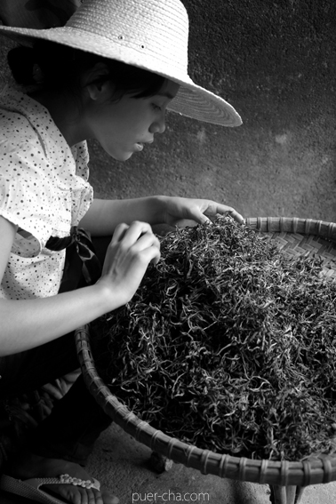 巴達古樹青餅2010プーアル茶