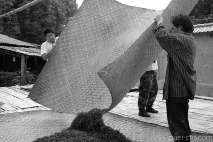 巴達古樹青餅2010プーアル茶