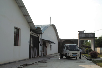 巴達古樹青餅2010プーアル茶