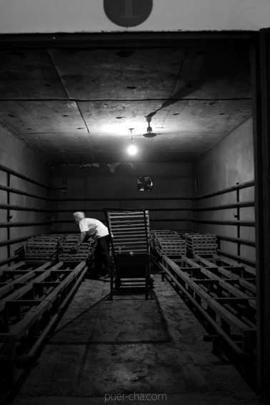 巴達古樹青餅2010プーアル茶