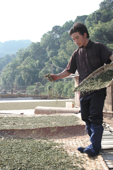 巴達古樹青餅2010プーアル茶