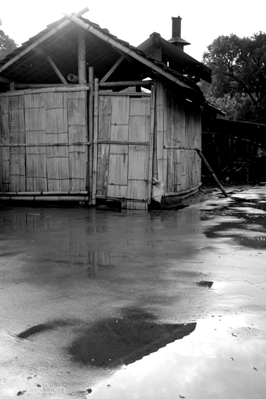 巴達古樹青餅2010年プーアル茶