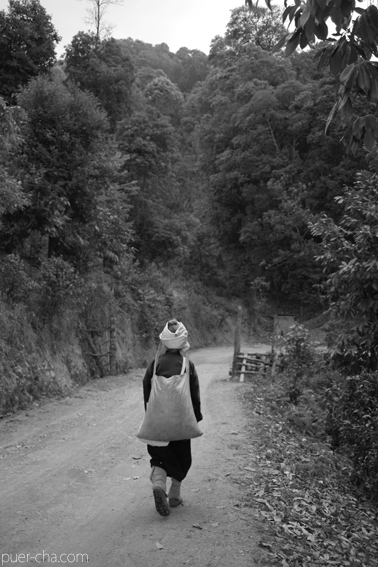 巴達古樹青餅2010プーアル茶