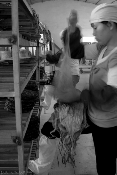 巴達古樹青餅2010プーアル茶