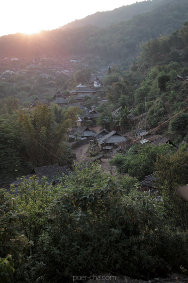 巴達古樹青餅2010プーアル茶