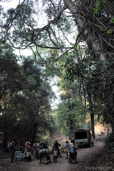 巴達古樹青餅2010年プーアル茶