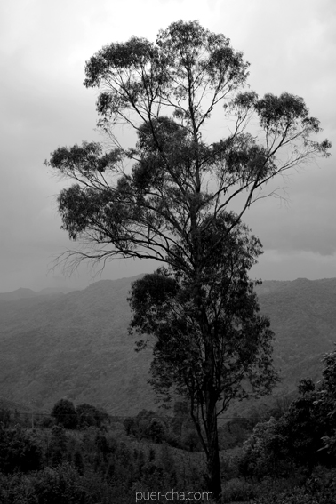 巴達古樹青餅2010年プーアル茶