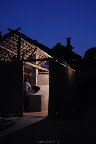 巴達古樹青餅2010年プーアル茶