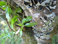 プーアール茶の古樹
