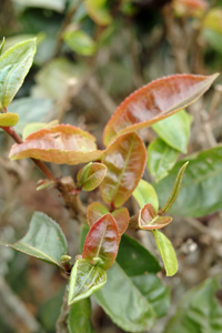 古茶樹の葉の特徴