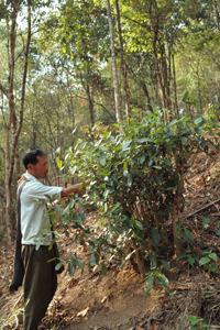 野生茶樹園の開発