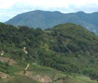 巴達山の茶山