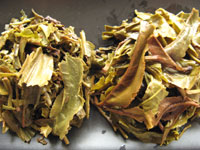 大益7542七子餅茶06年プーアル茶と大益7542七子餅茶07年プーアル茶