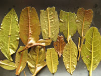 大益7542七子餅茶07年プーアル茶