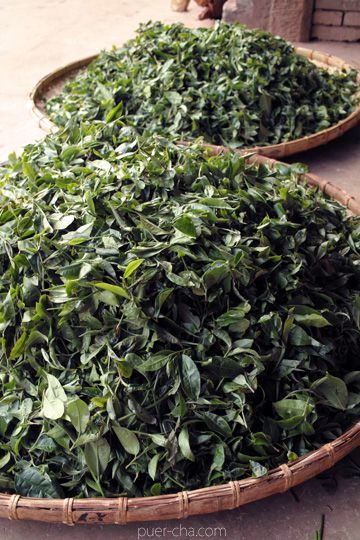 丁家老寨青餅2012年プーアル茶