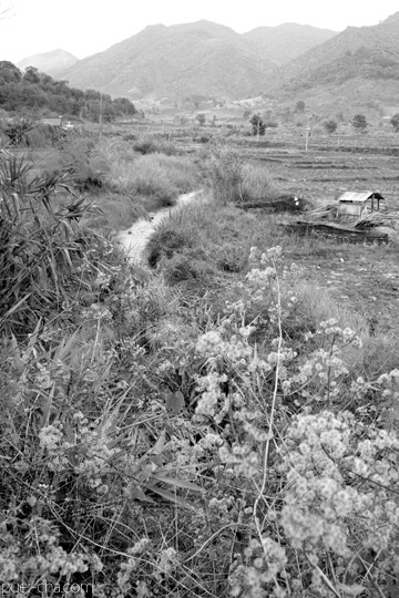 丁家老寨青餅2012年プーアル茶
