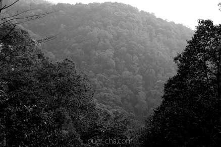 丁家老寨青餅2012年プーアル茶