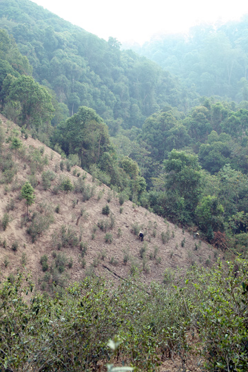 丁家老寨青餅2012年プーアル茶