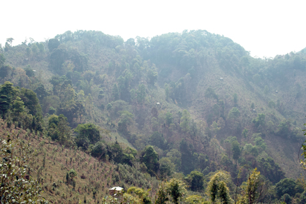 丁家老寨青餅2012年プーアル茶