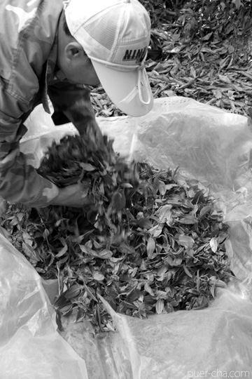 丁家老寨青餅2012年プーアル茶