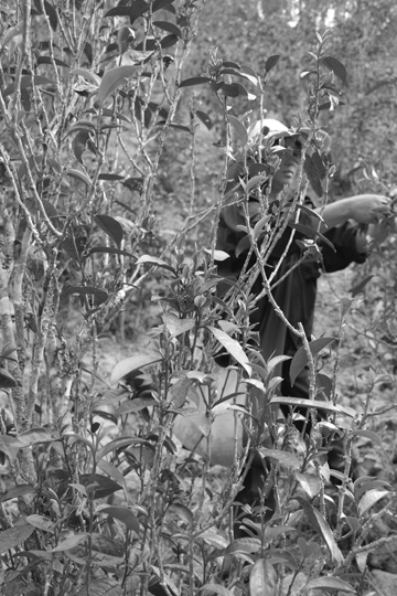 丁家老寨青餅2012年プーアル茶