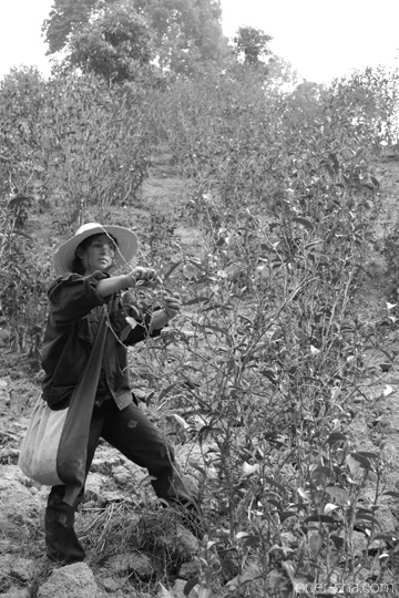 丁家老寨青餅2012年プーアル茶