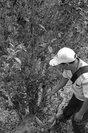 丁家老寨青餅2012年プーアル茶