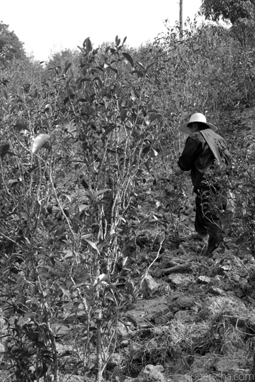 丁家老寨青餅2012年プーアル茶