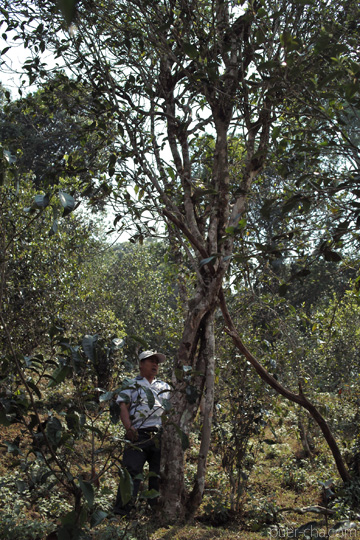 丁家老寨青餅2012年プーアル茶