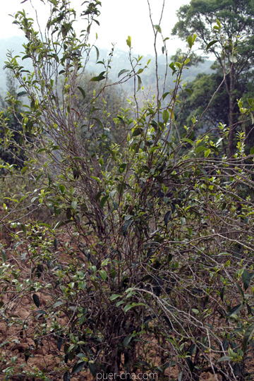 丁家老寨青餅2012年プーアル茶