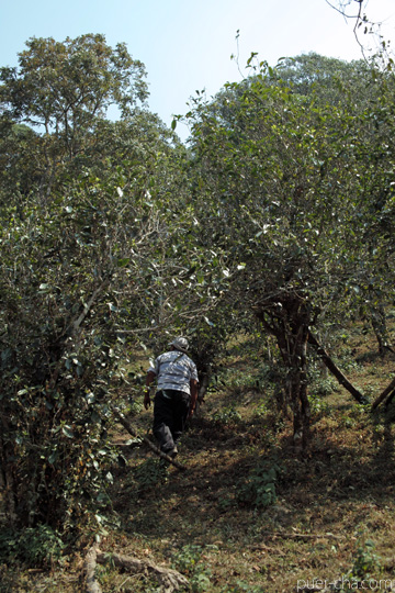 丁家老寨青餅2012年プーアル茶