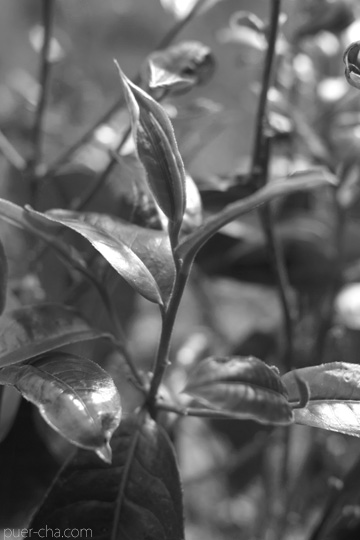 丁家老寨青餅2012年プーアル茶