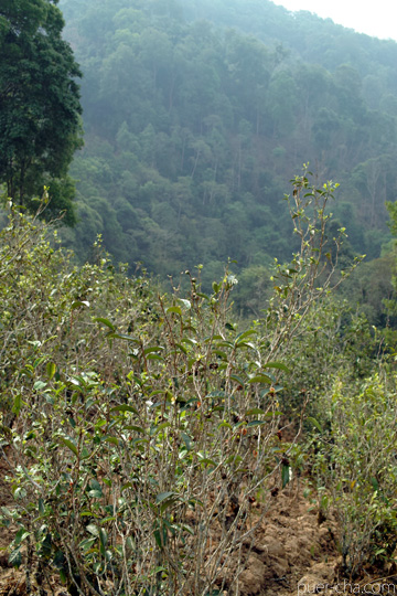 丁家老寨青餅2012年プーアル茶