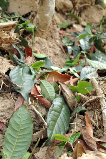 丁家老寨青餅2012年プーアル茶