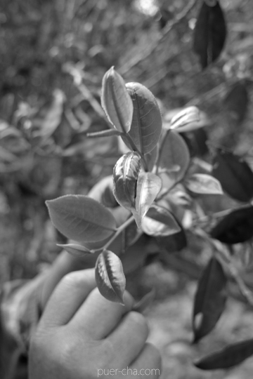 丁家老寨青餅2012年プーアル茶